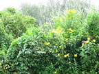IMG 4452